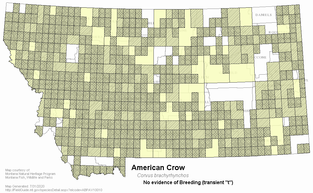 American Crow Montana Field Guide
