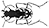 Icon_Cicindela.gif
