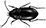 Icon_Trachypachus.gif