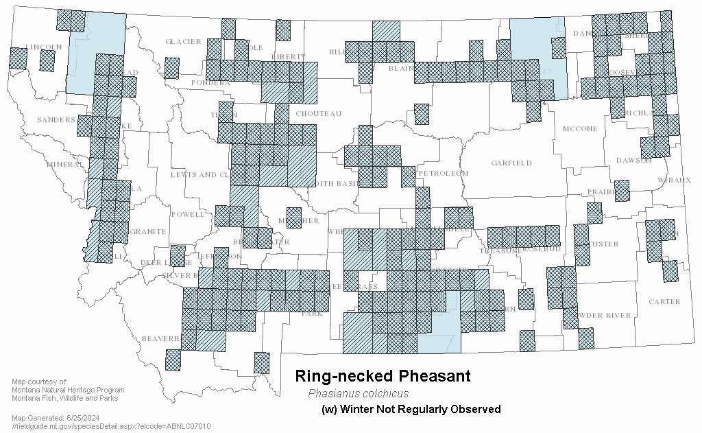 Ring-necked Pheasant - Montana Field Guide
