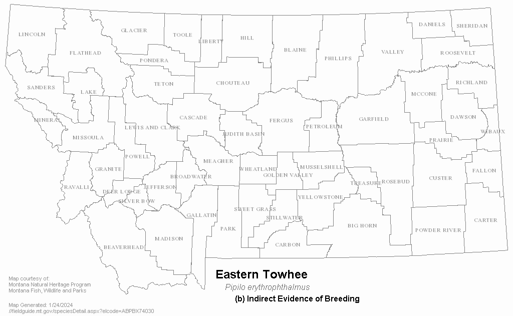 Eastern Towhee Montana Field Guide