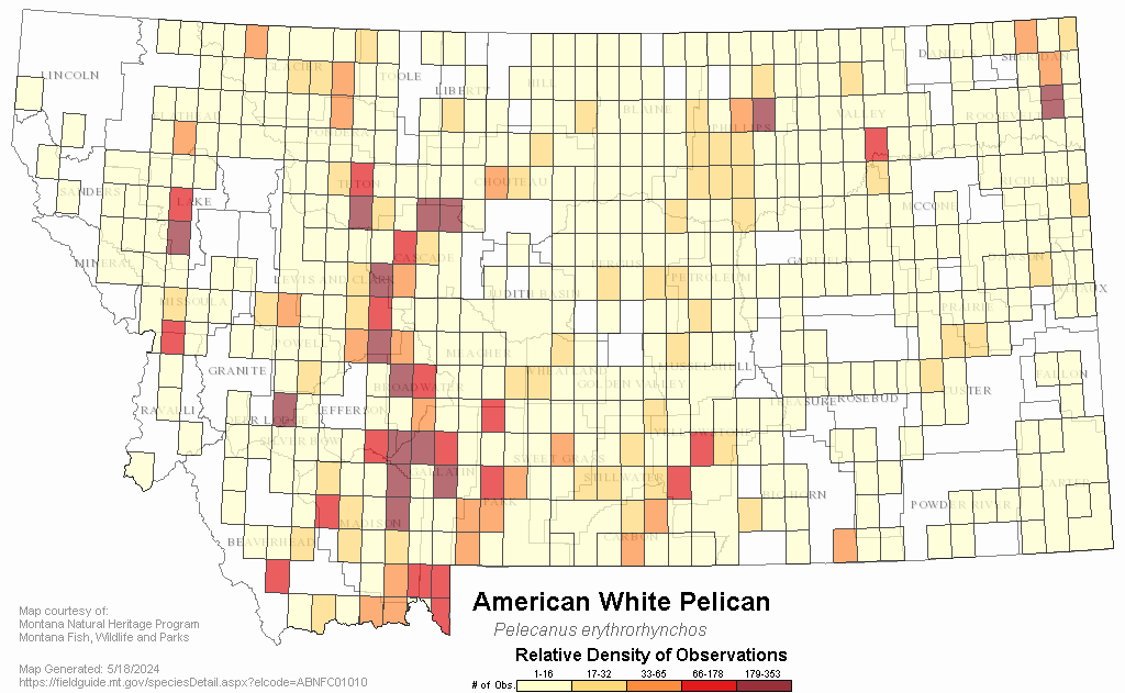 American White Pelican - Montana Field Guide