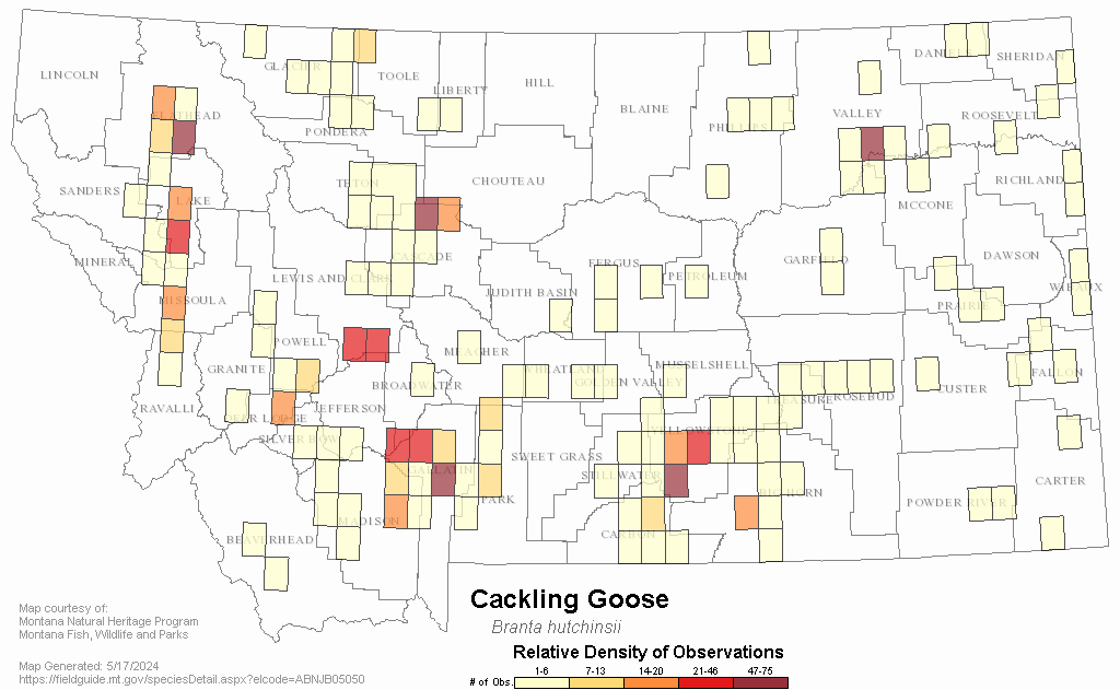 Cackling Goose - Montana Field Guide
