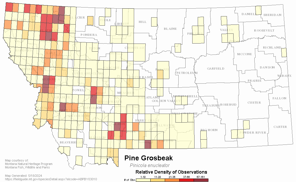 Pine Grosbeak - Montana Field Guide