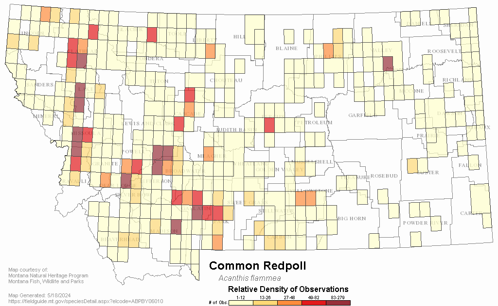 Common Redpoll - Montana Field Guide