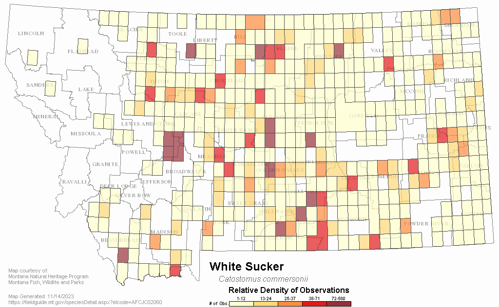 White Sucker - Montana Field Guide