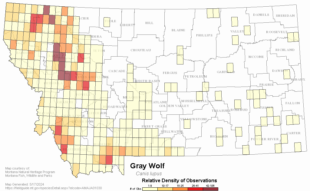 Gray Wolf - Montana Field Guide
