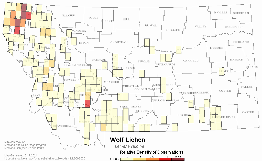 Wolf Lichen - Montana Field Guide