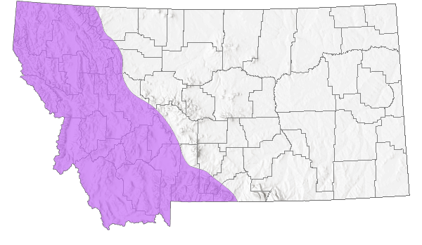 Range in Montana