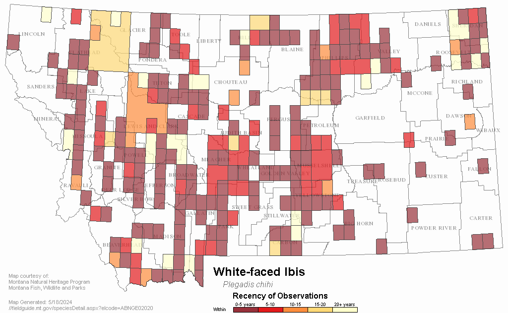 White-faced Ibis - Montana Field Guide