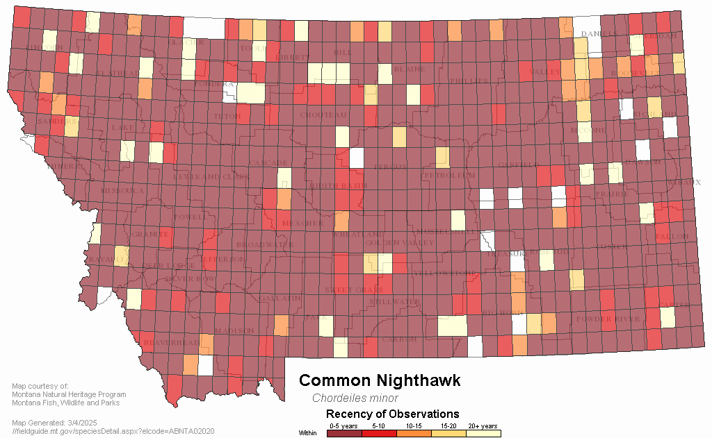 Common Nighthawk (Chordeiles minor) – Columbus Audubon