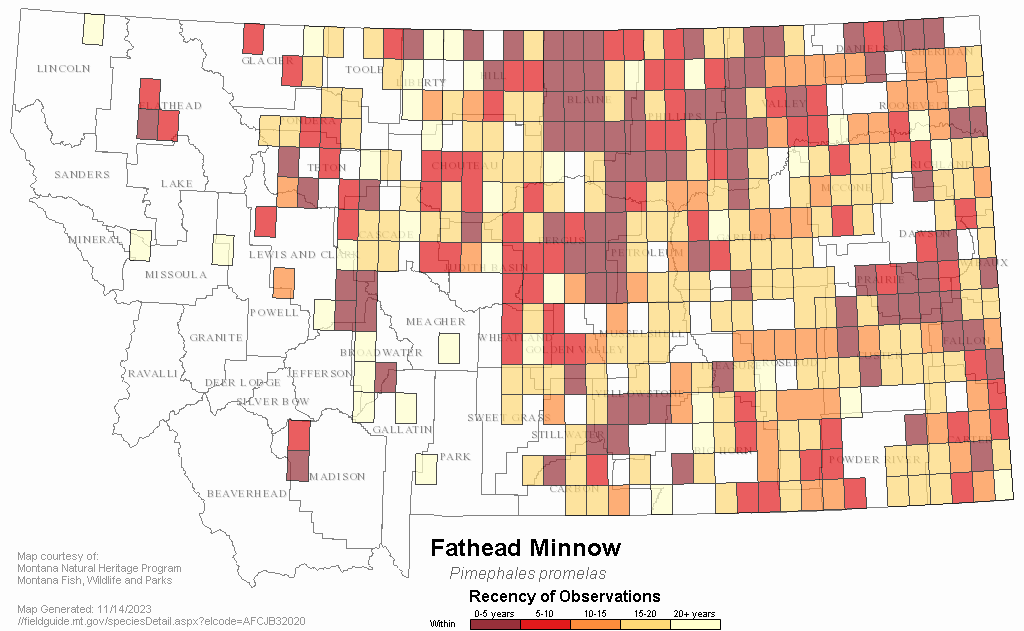 Fathead Minnow - Montana Field Guide
