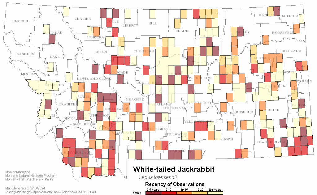 White-tailed Jack Rabbit - Montana Field Guide