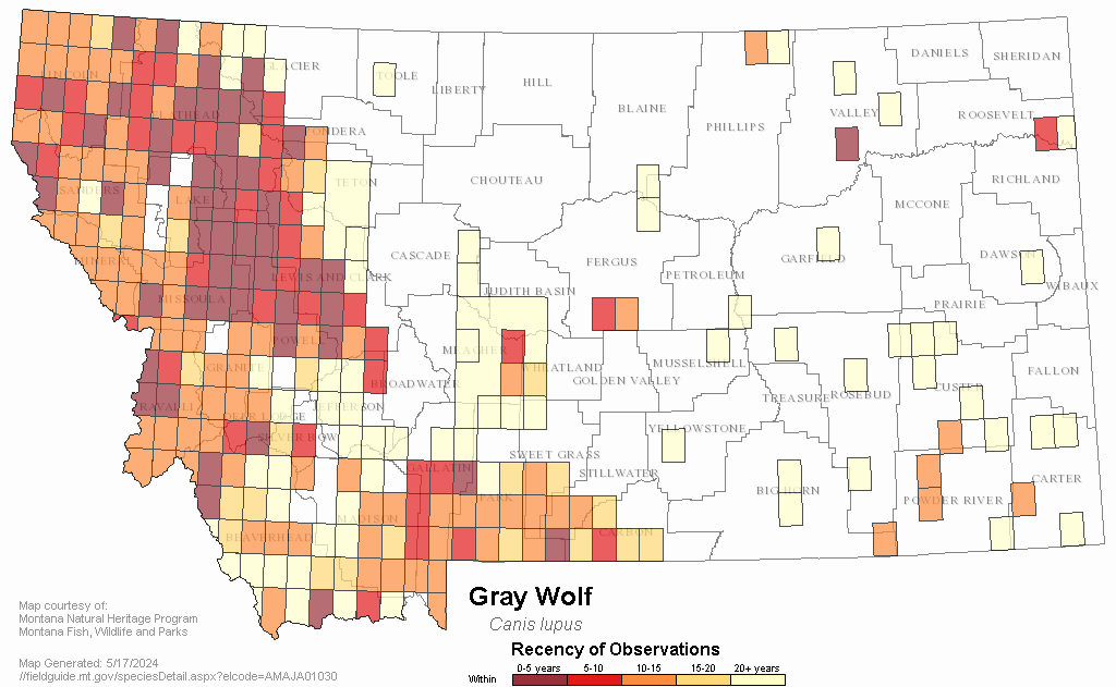 Gray Wolf - Montana Field Guide