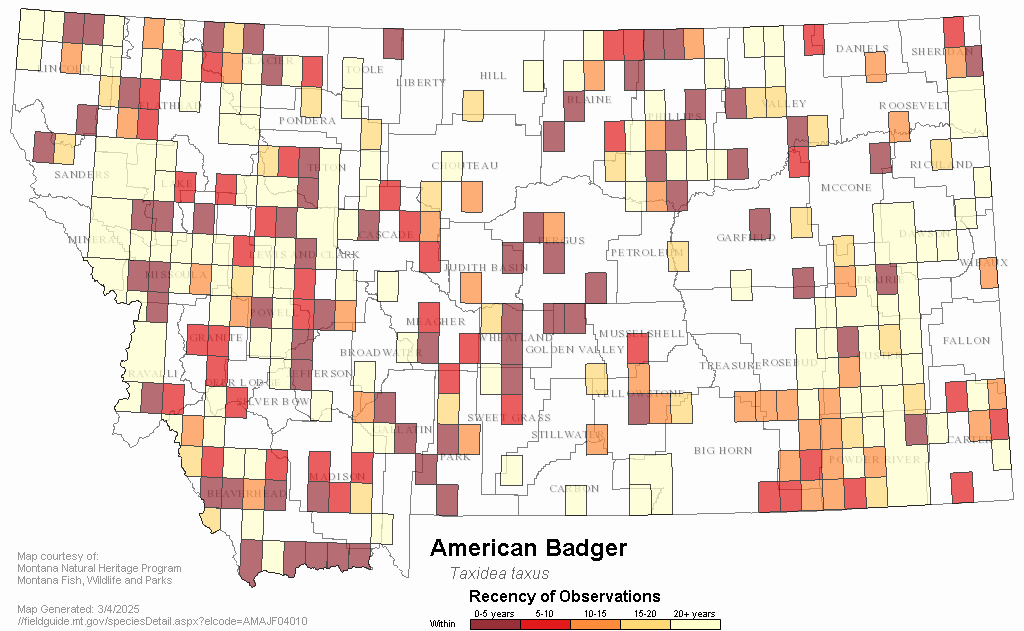 american badger range map