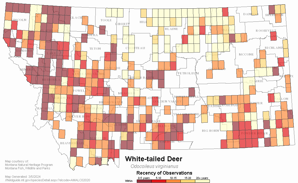 White-tailed Deer - Montana Field Guide
