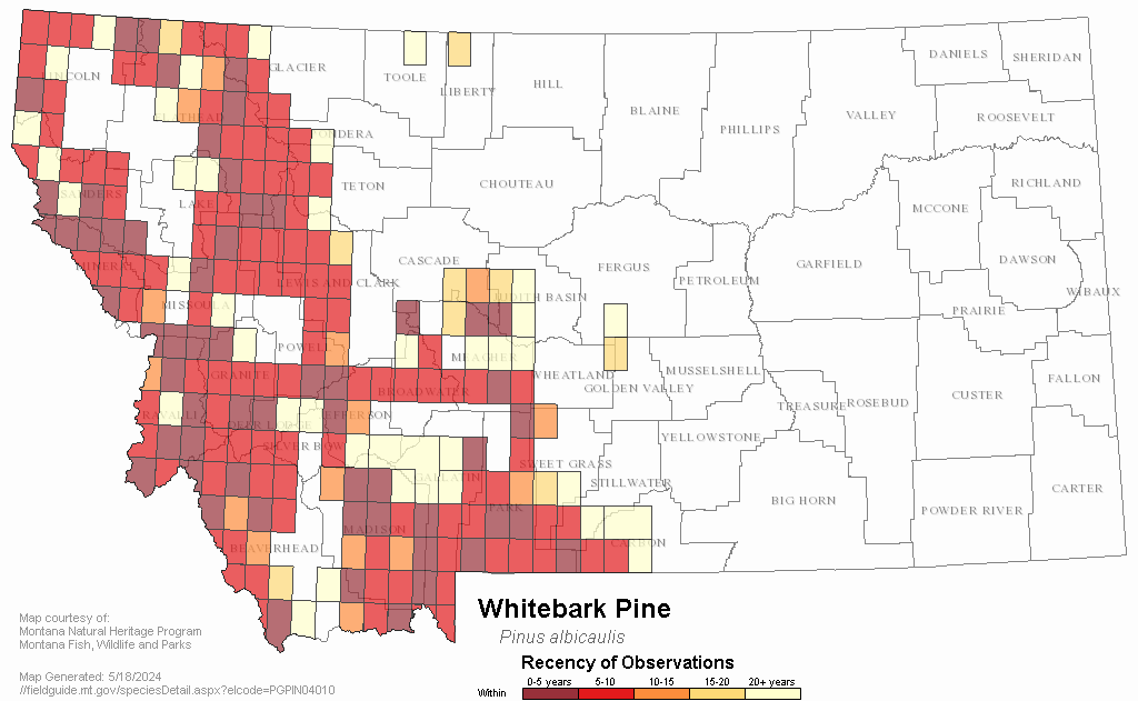 Whitebark Pine - Montana Field Guide