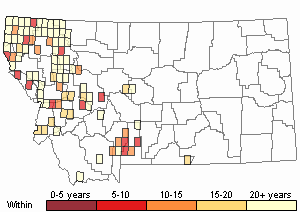 California Brome - Montana Field Guide