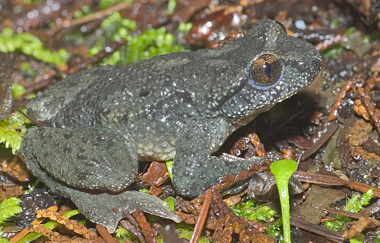 CA Species and Habitat Explorer