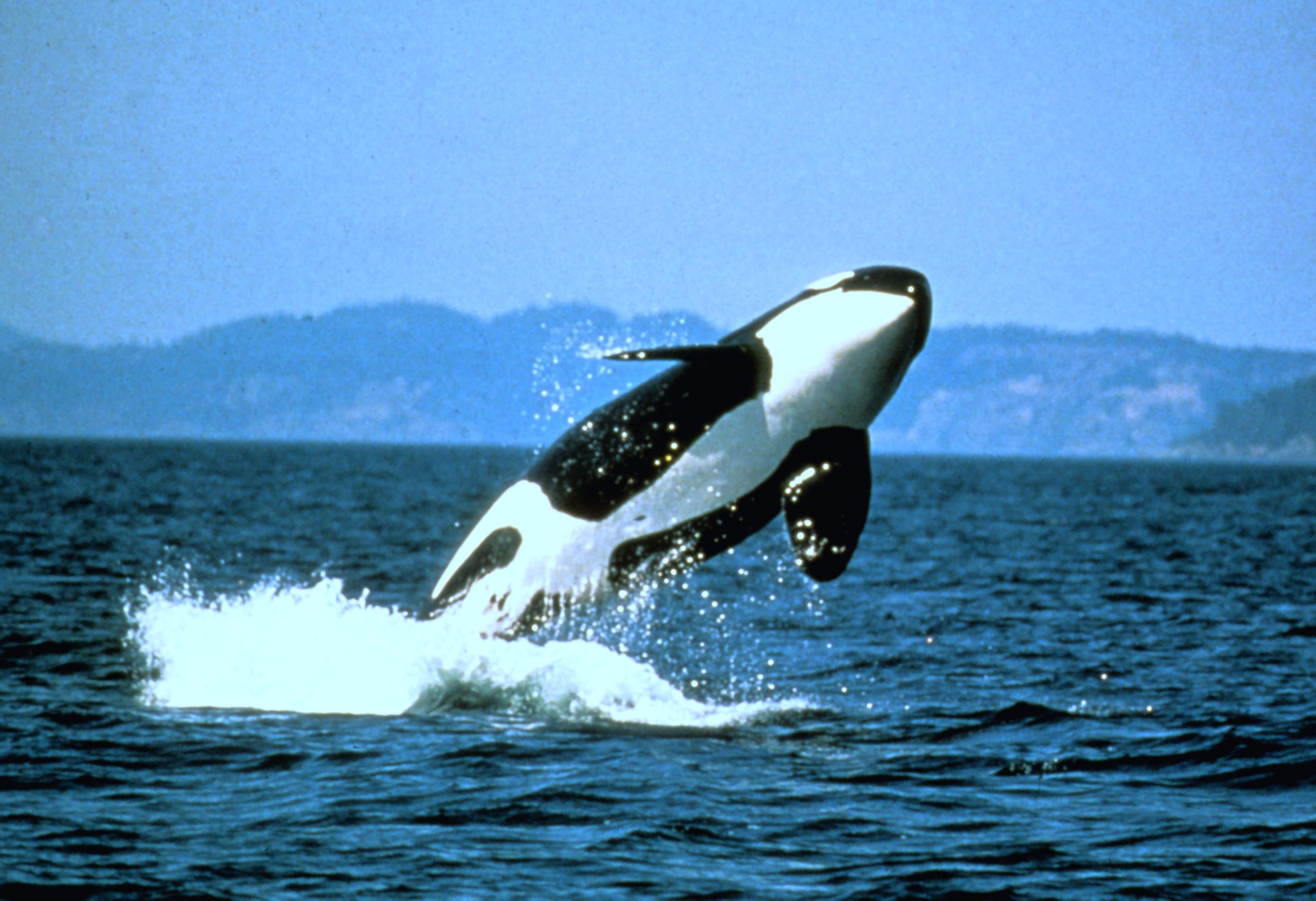 species) orcinus orca - CA Species and Habitat Explorer