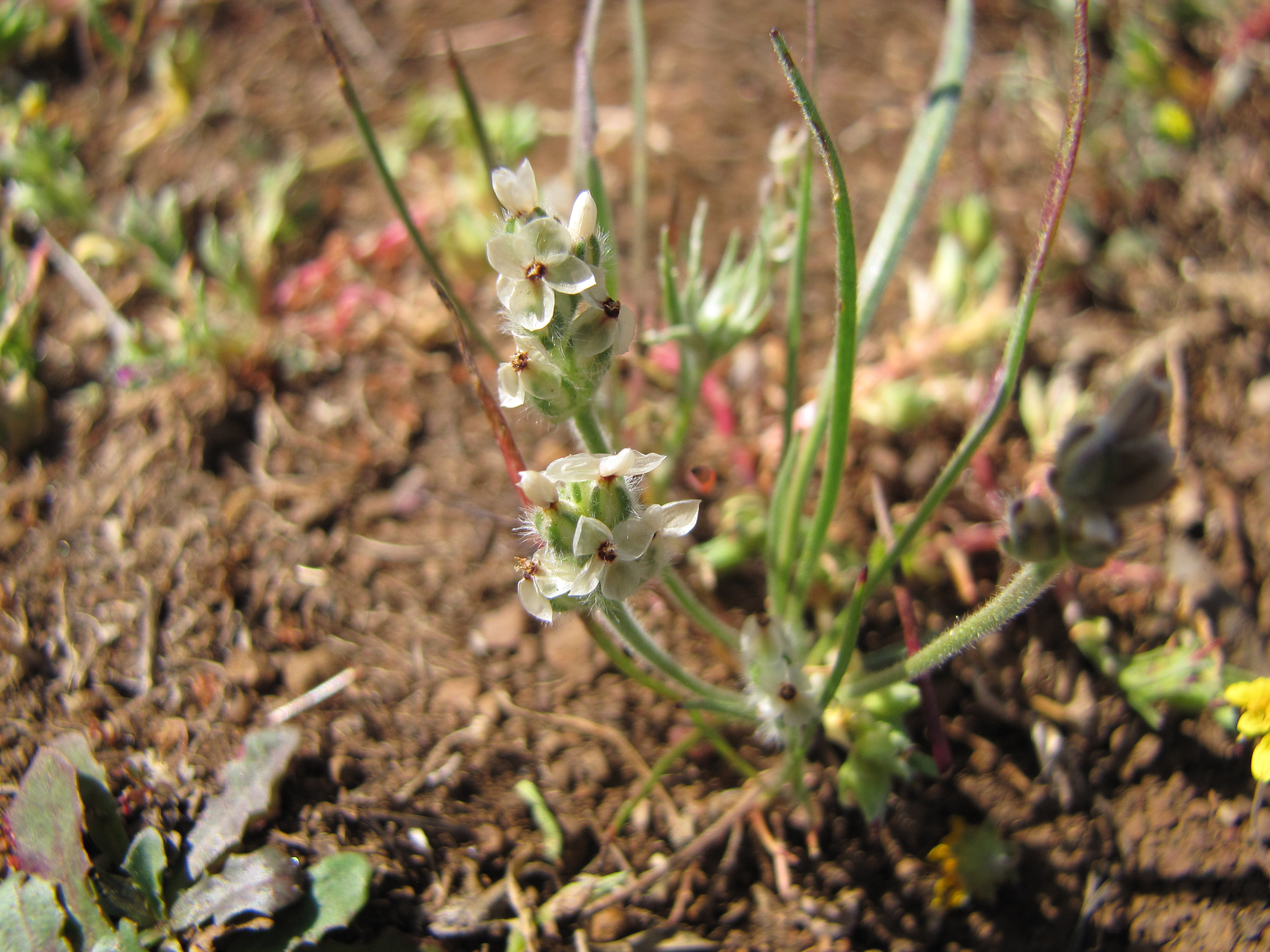 family) plantaginaceae - CA Species and Habitat Explorer