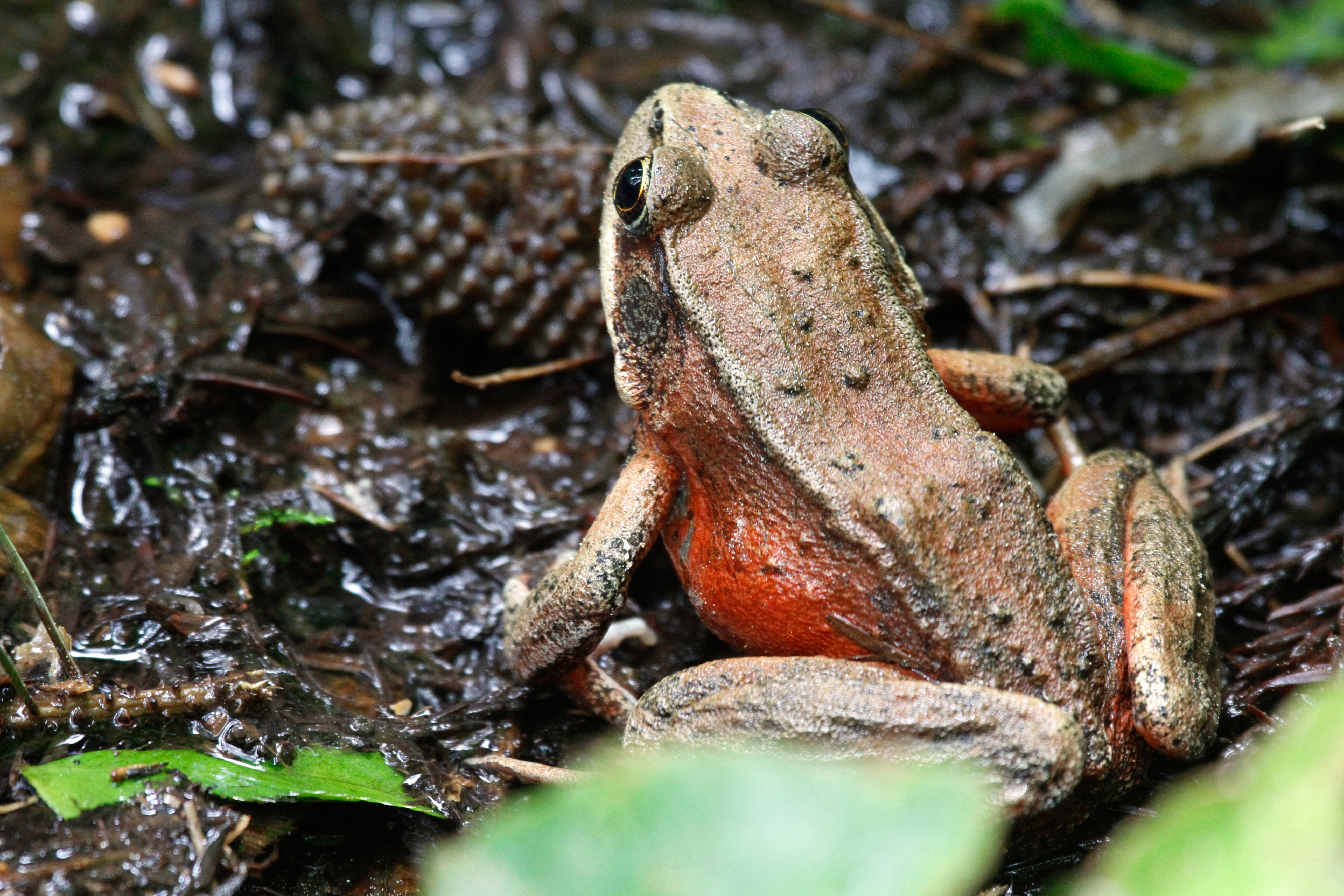 species) rana aurora - CA Species and Habitat Explorer