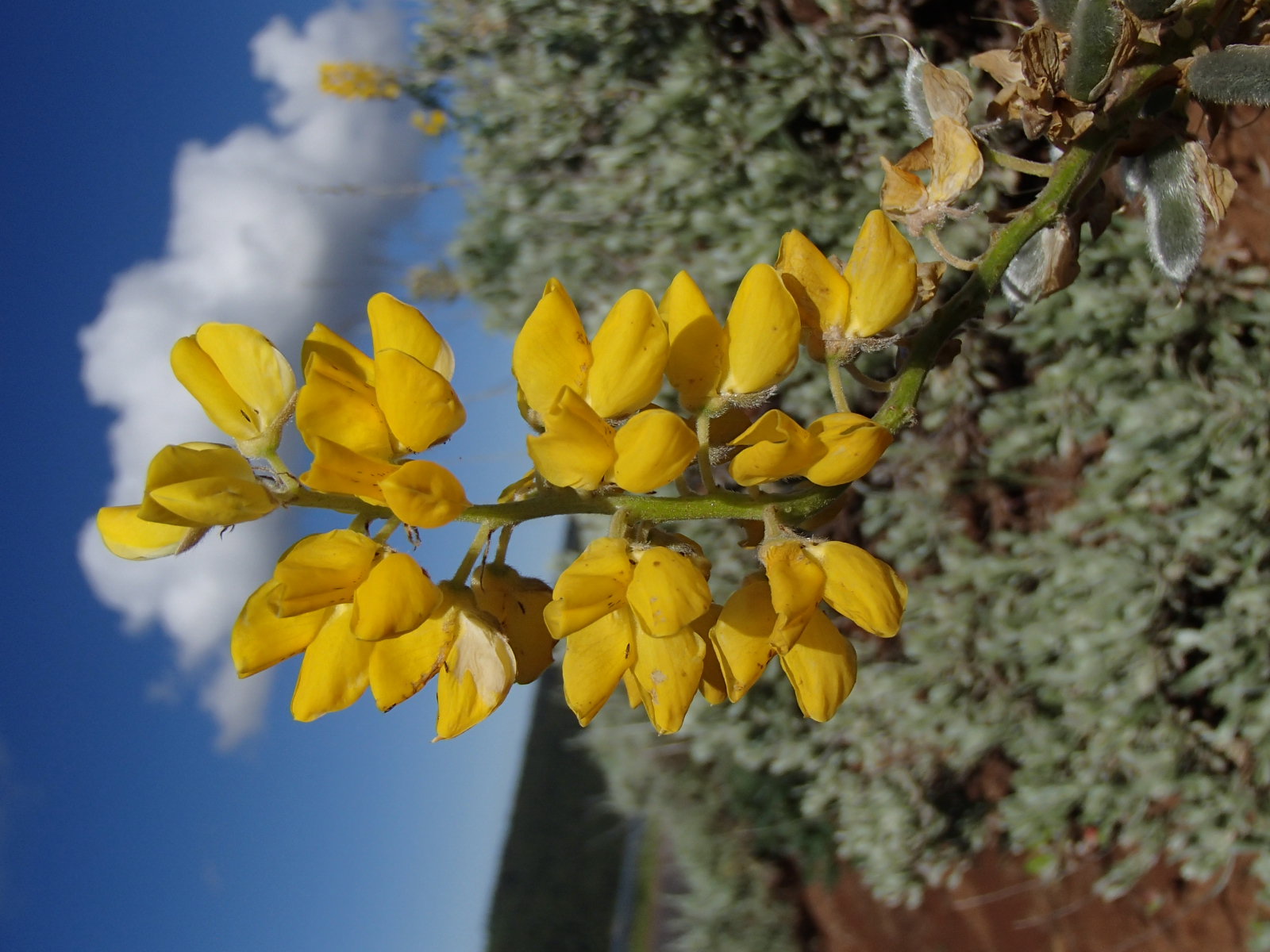 species) lupinus sabinianus - WA Field Guide