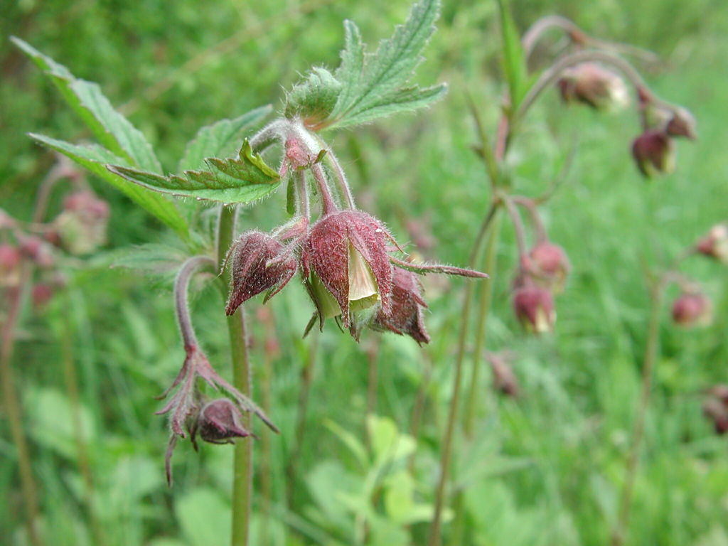 MURRAL Geum rivale bustier (Ivory) ミューラル Purple Avens - Water Avens - Geum rivale