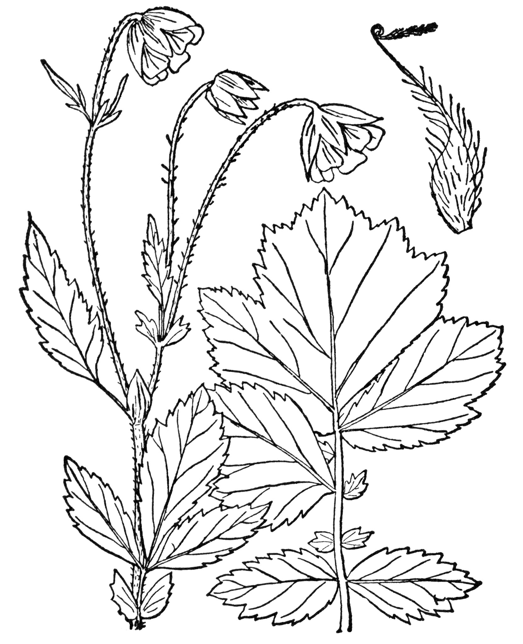 species) geum rivale - WA Field Guide