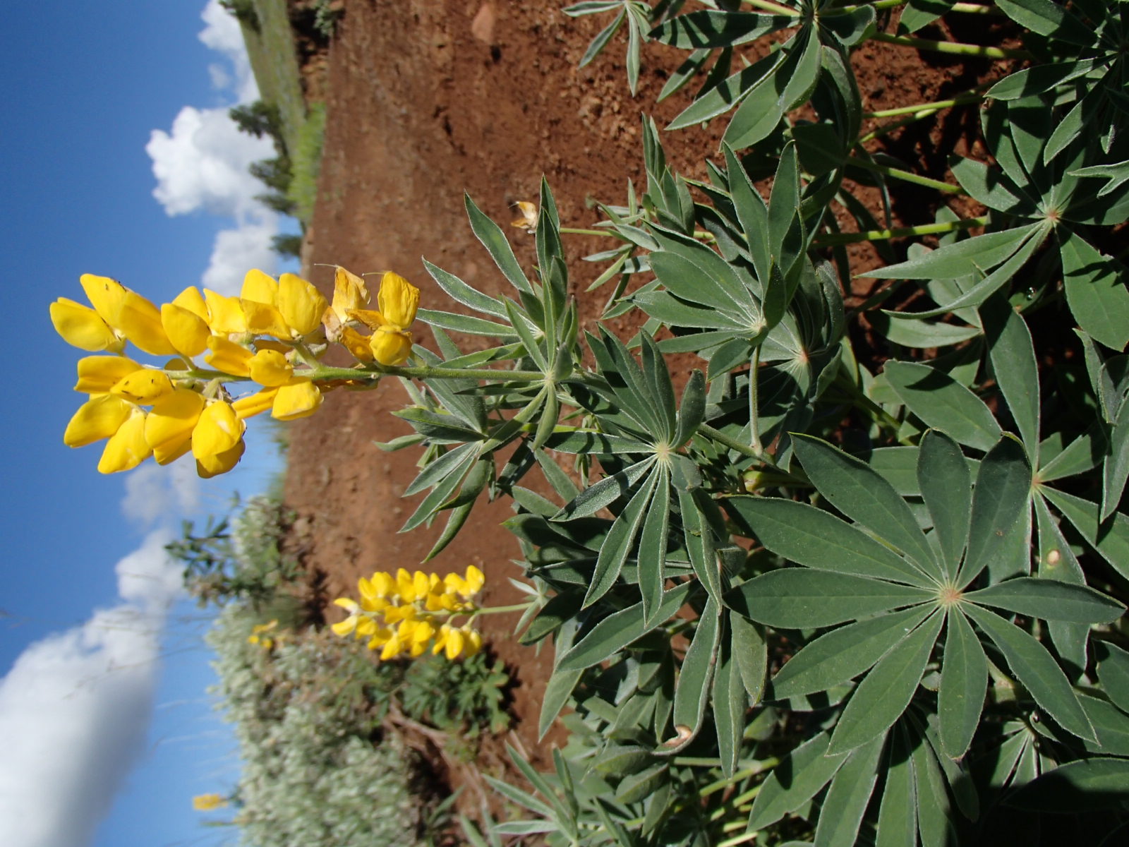species) lupinus sabinianus - WA Field Guide